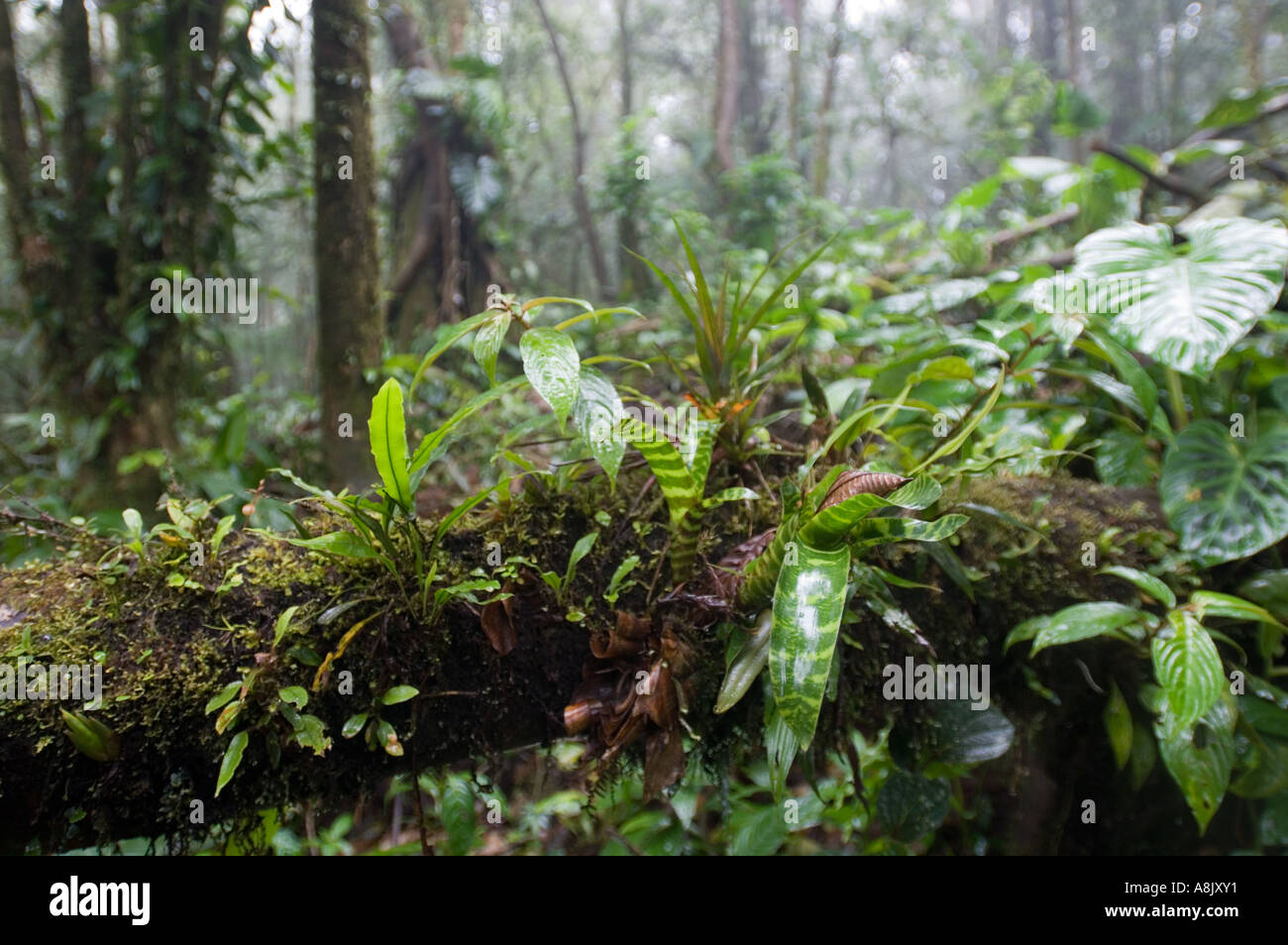 Altos del maria, panama hires stock photography and images Alamy