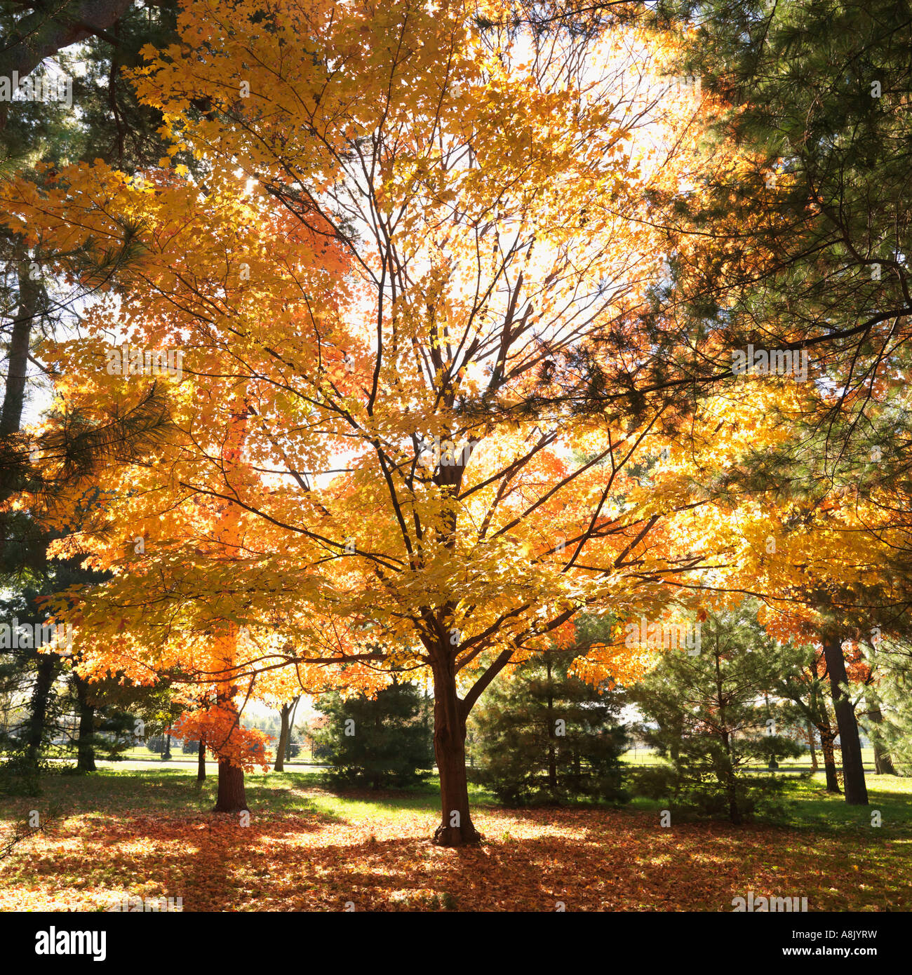 Maple trees in Fall color Stock Photo - Alamy