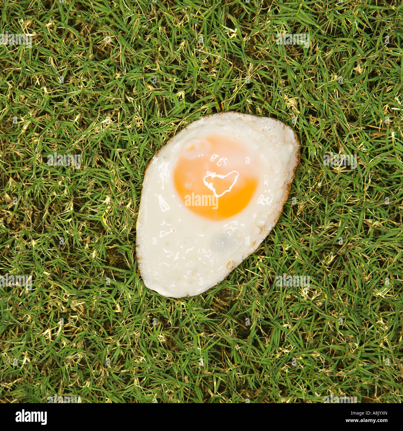 Fried egg in grass Stock Photo