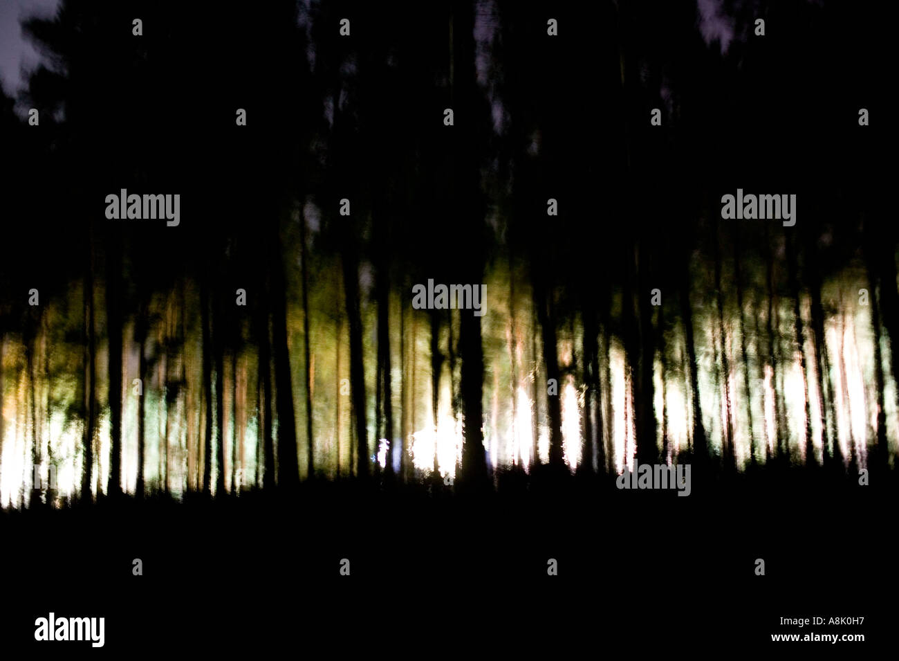 light glowing in forest at night Stock Photo