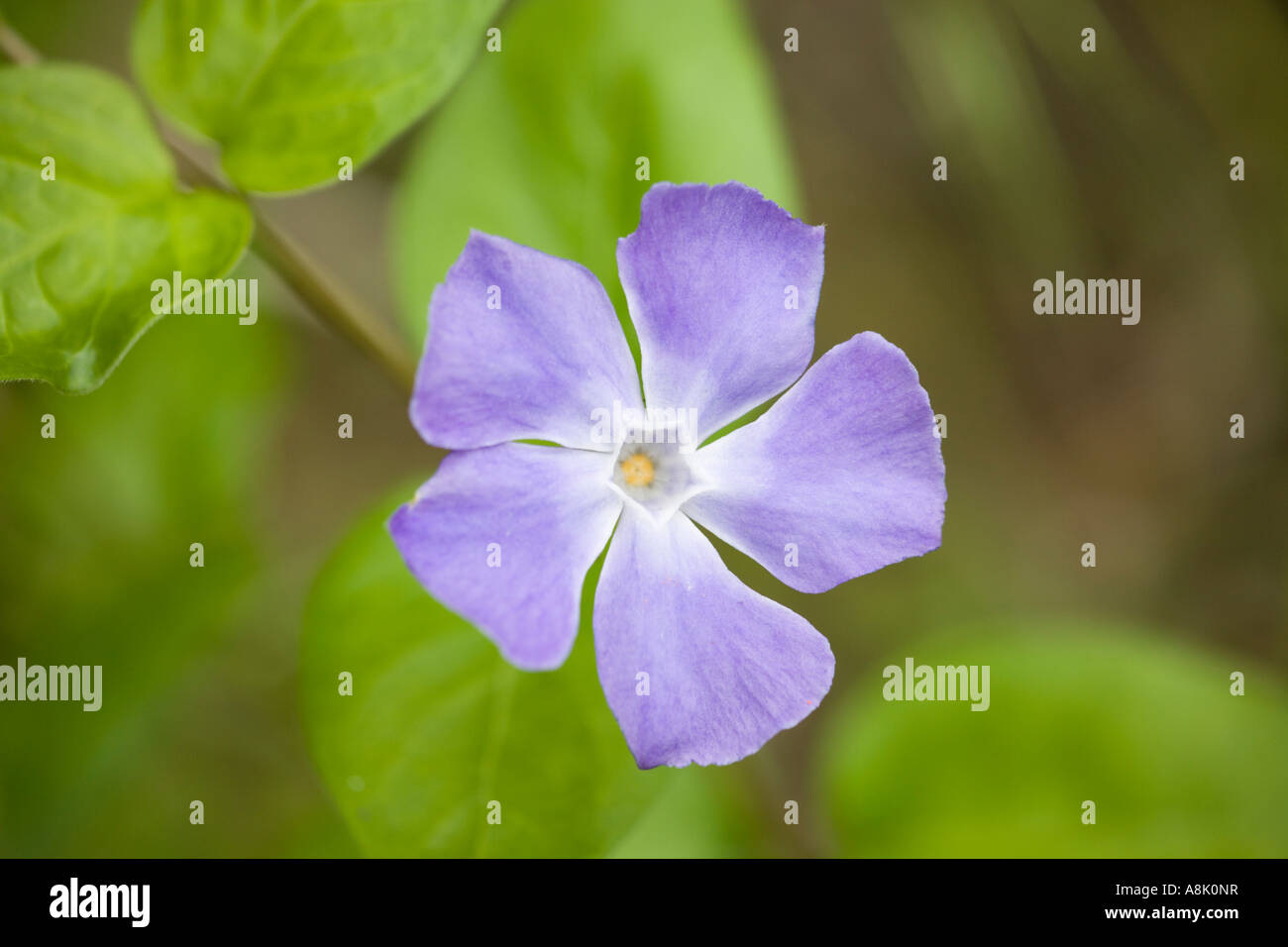 Lesser Periwinkle Flower Vinca minor UK Stock Photo - Alamy