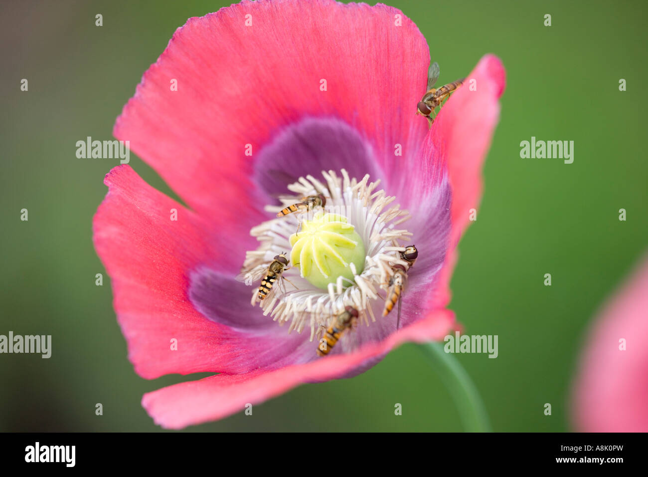 "Opium Poppy" Flower with Feeding Hover Flies UK Norfolk Stock Photo