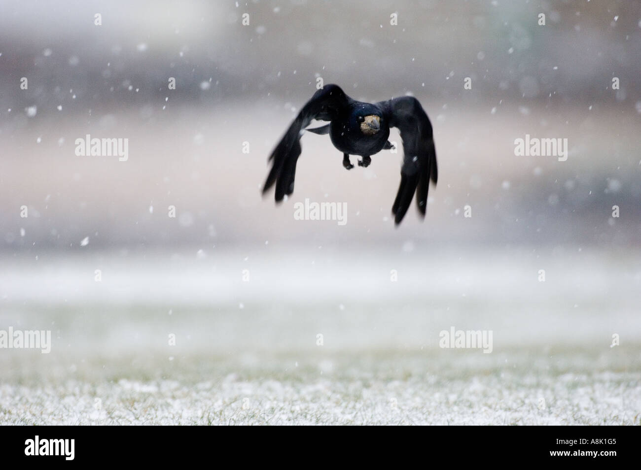 Rook Corvus frugilegus in snow February Northumberland UK Stock Photo