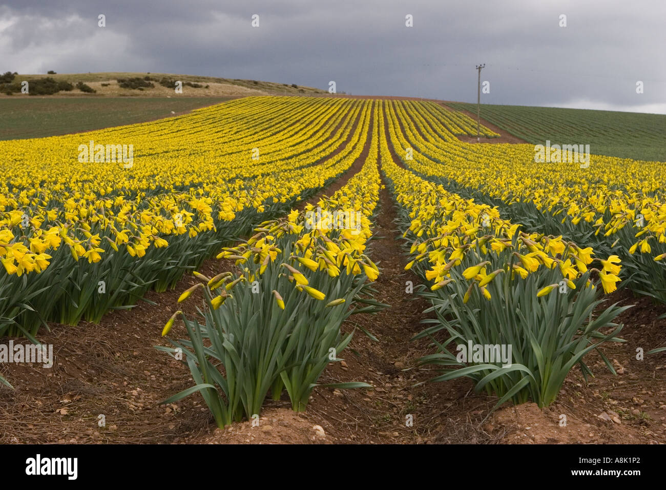 Scottish Commercial daffodil bulb growing, field, spring, nature Stock
