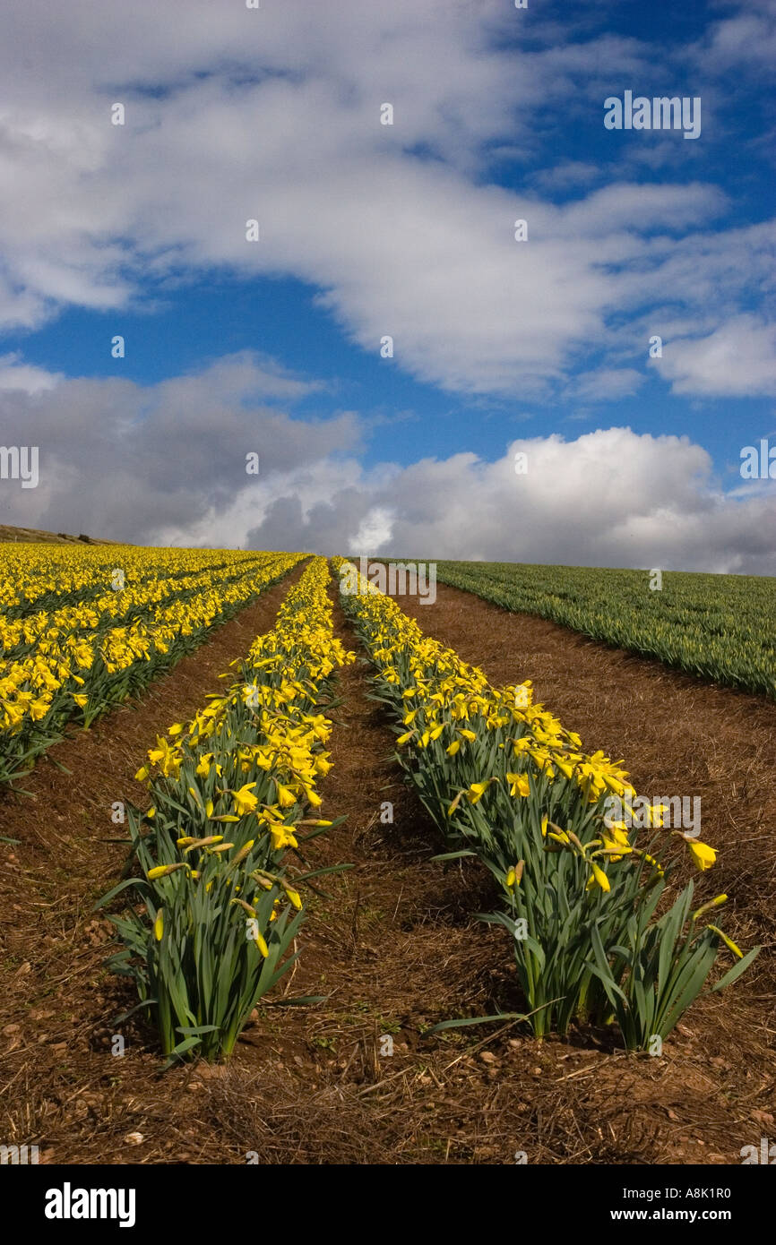 Scottish Commercial daffodil bulb growing, field, nature, green, yellow