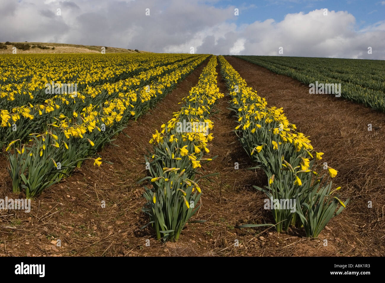 Scottish Commercial daffodil bulb growing, field, nature, green, yellow
