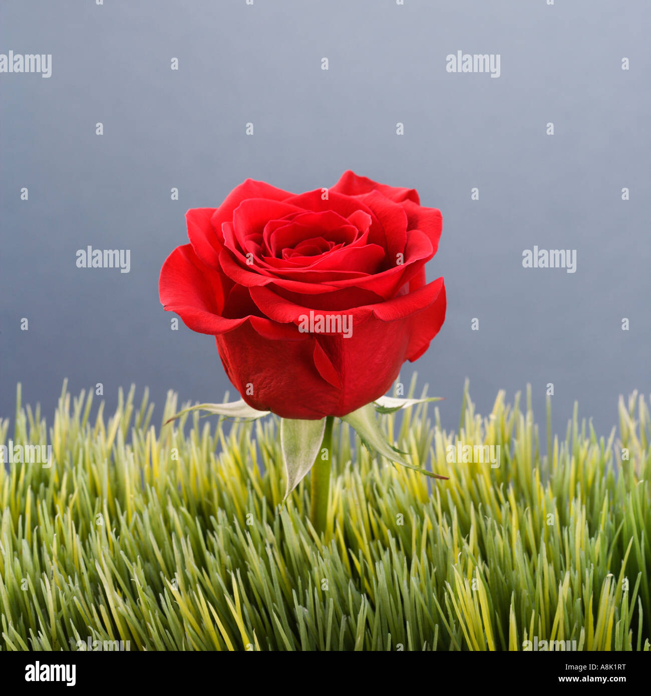 Single red rose growing out of artificial green grass Stock Photo Alamy