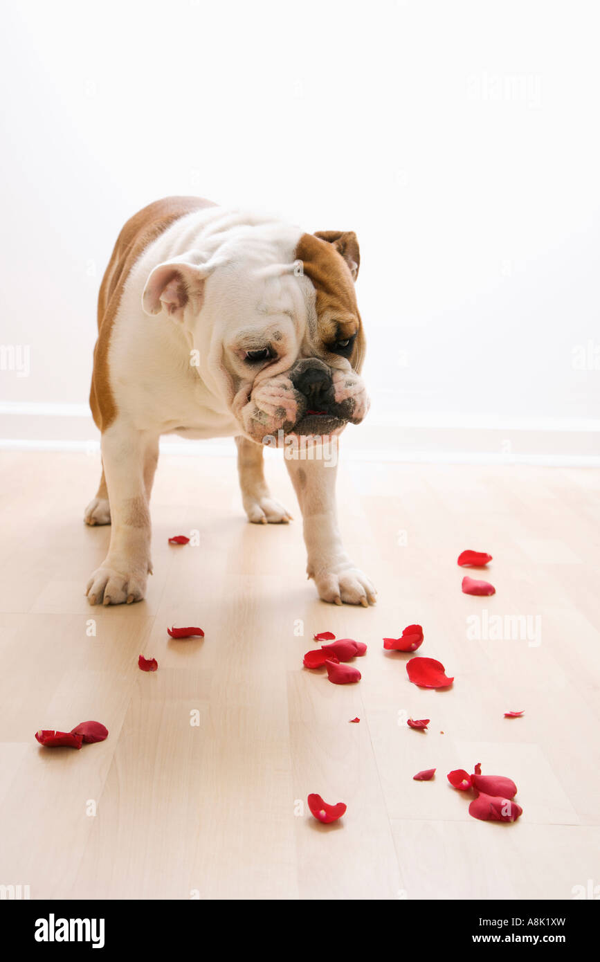 English Bulldog looking down at red rose pedals scattered on floor Stock  Photo - Alamy