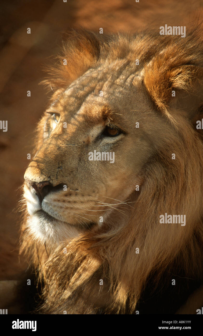Handsome lion hi-res stock photography and images - Alamy
