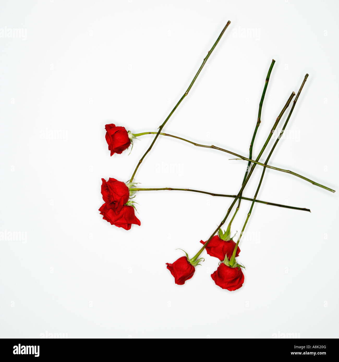 Long stemmed red roses spread out against white background Stock Photo ...