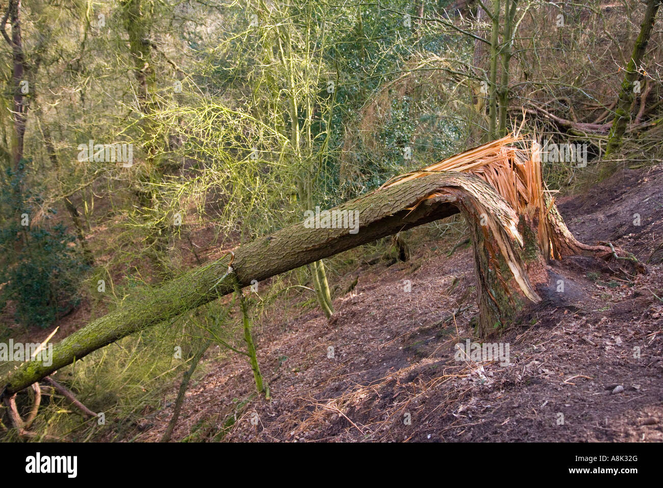 View of a Tree blown over in a Storm at Alderley Edge in Cheshire Stock