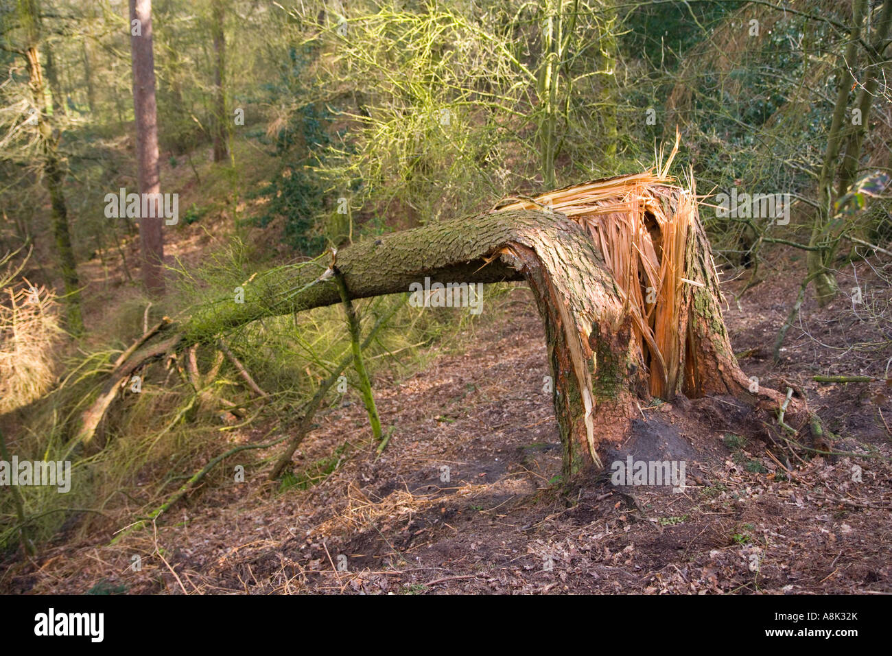 Tree blown over hires stock photography and images Alamy