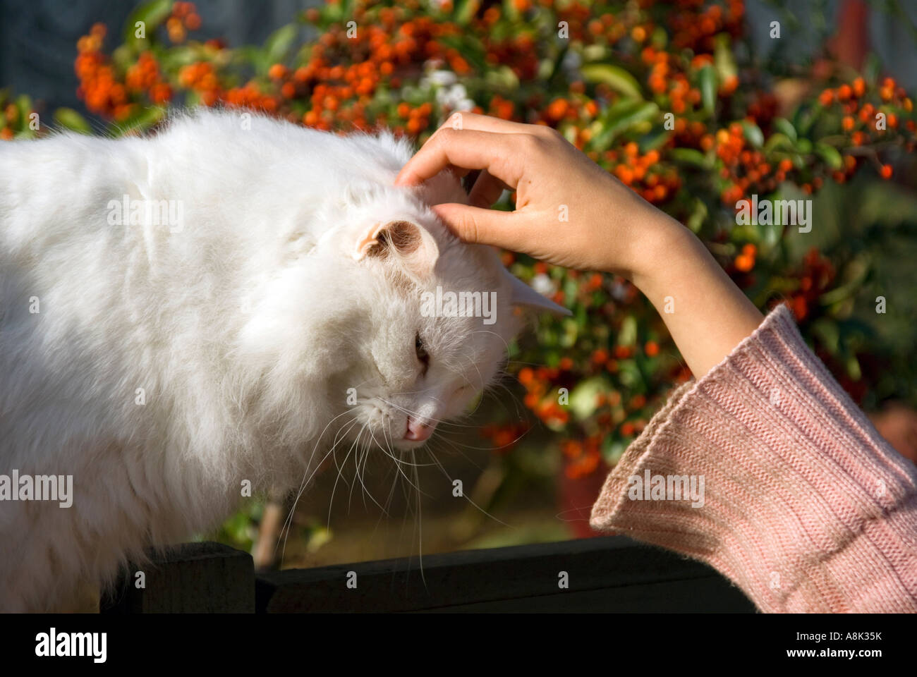cat white birman Stock Photo