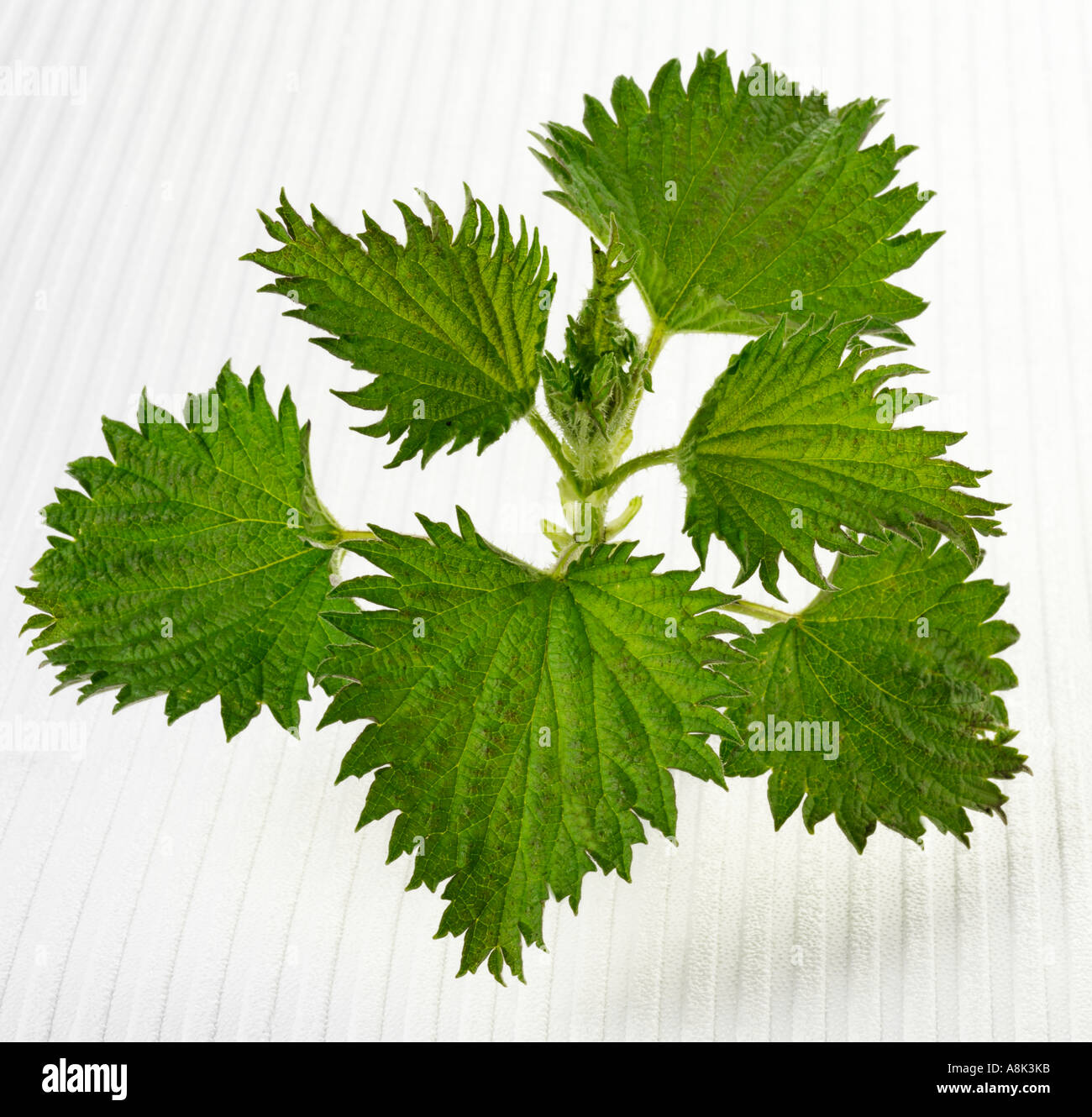 Edible nettles hires stock photography and images Alamy