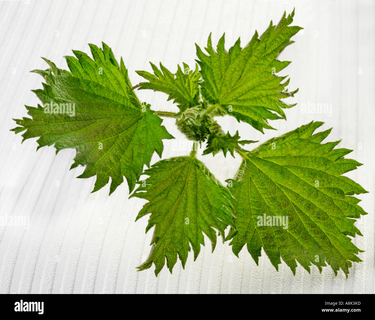 Edible nettles hires stock photography and images Alamy