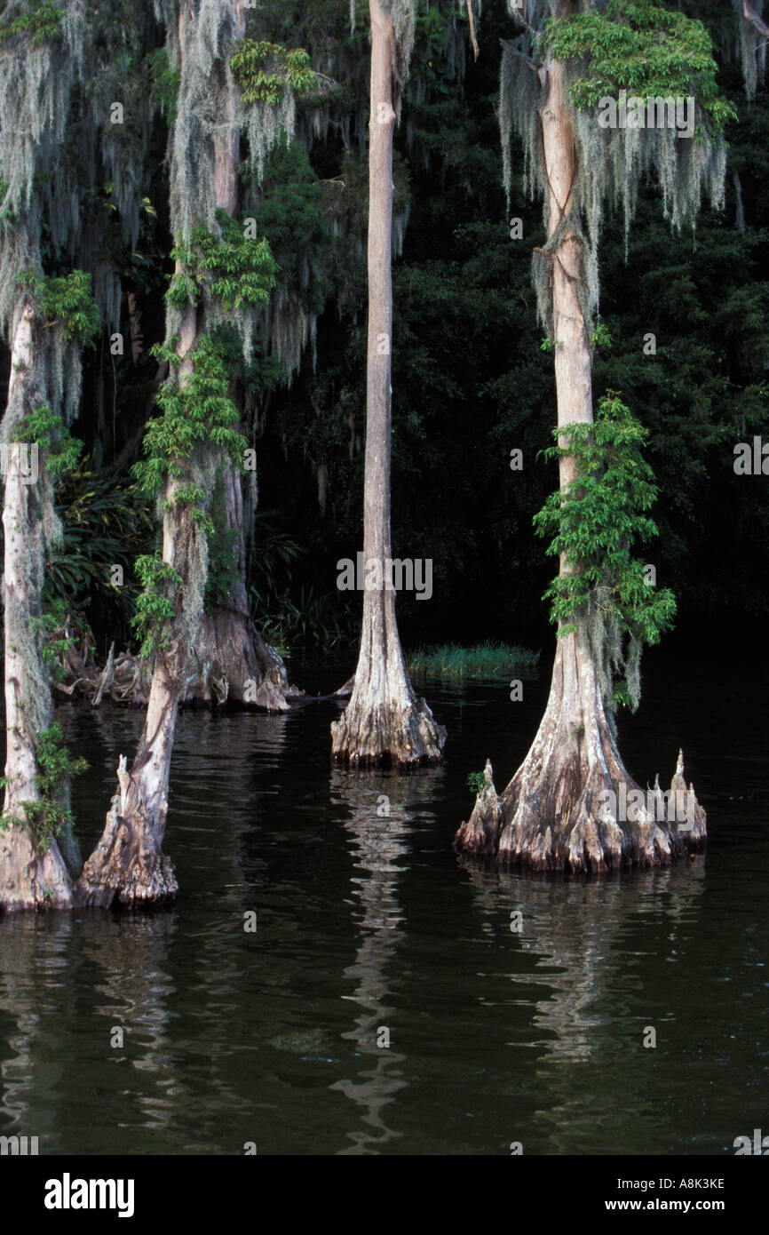 Florida, Winter Haven, Cypress Gardens Stock Photo Alamy