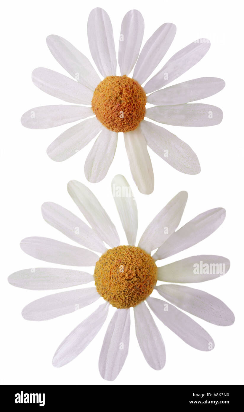 White chamomile flowers hi-res stock photography and images - Alamy