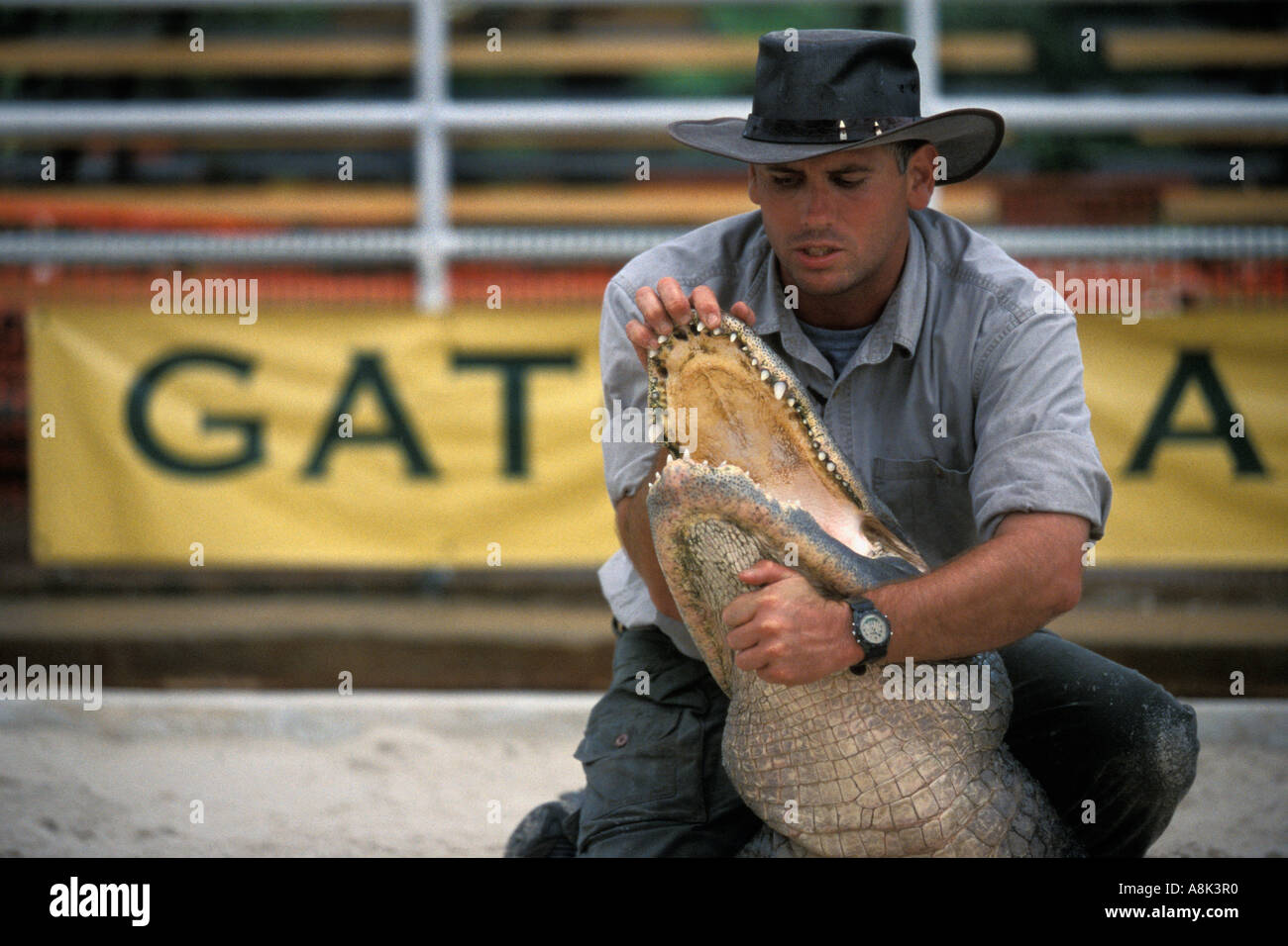 Florida, Orlando, Gatorland, Alligator wrestling Stock Photo - Alamy