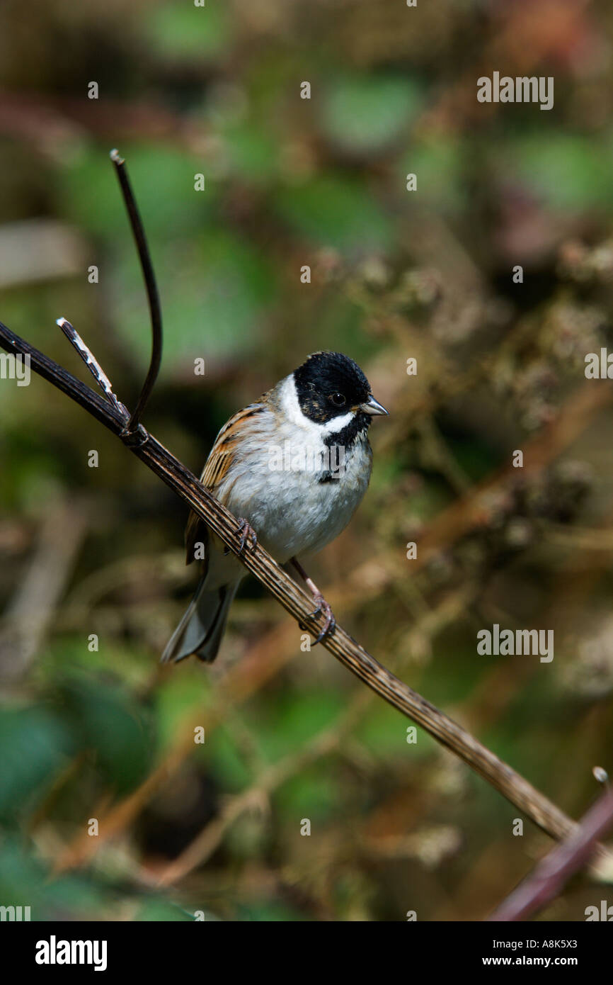 Reed bunting Emberiza schoeniclus perched on twig looking alert potton bedfordshire Stock Photo