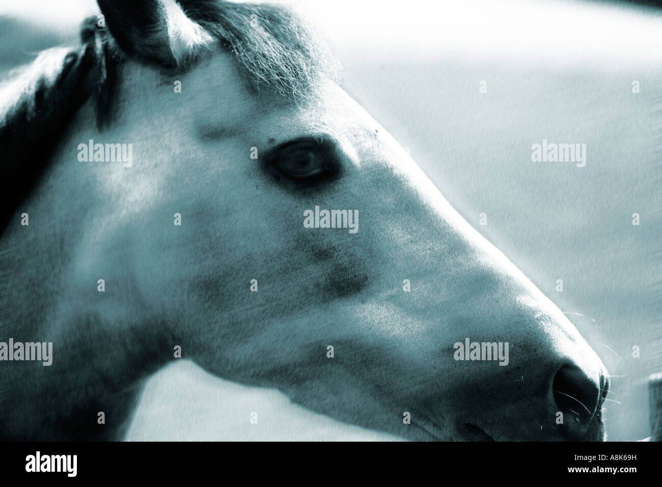cropped image of blue toned horse Stock Photo