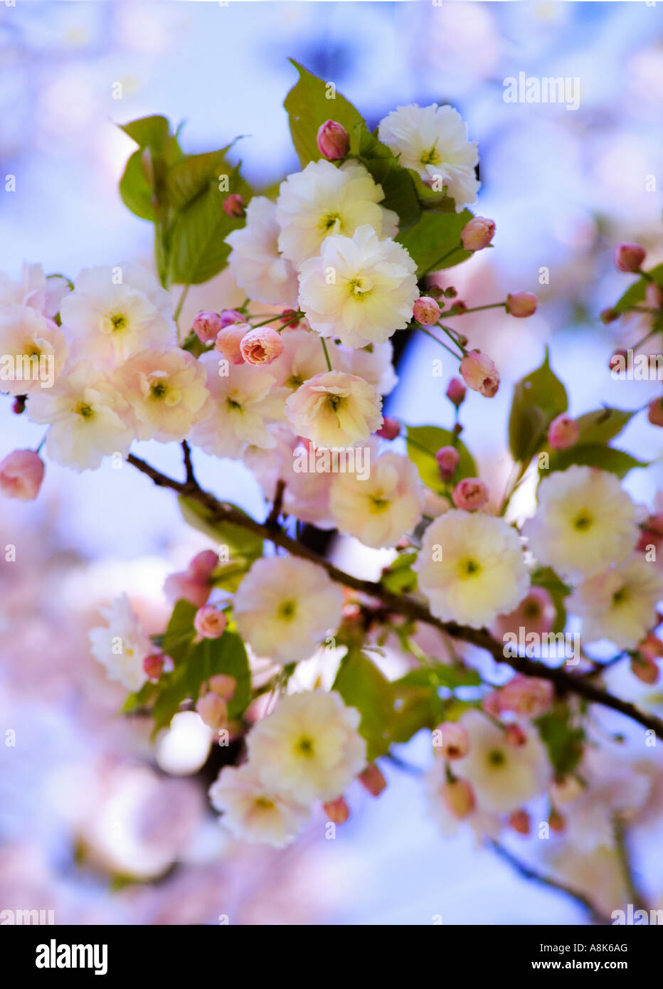 Branch cherry blossom close hi-res stock photography and images - Alamy