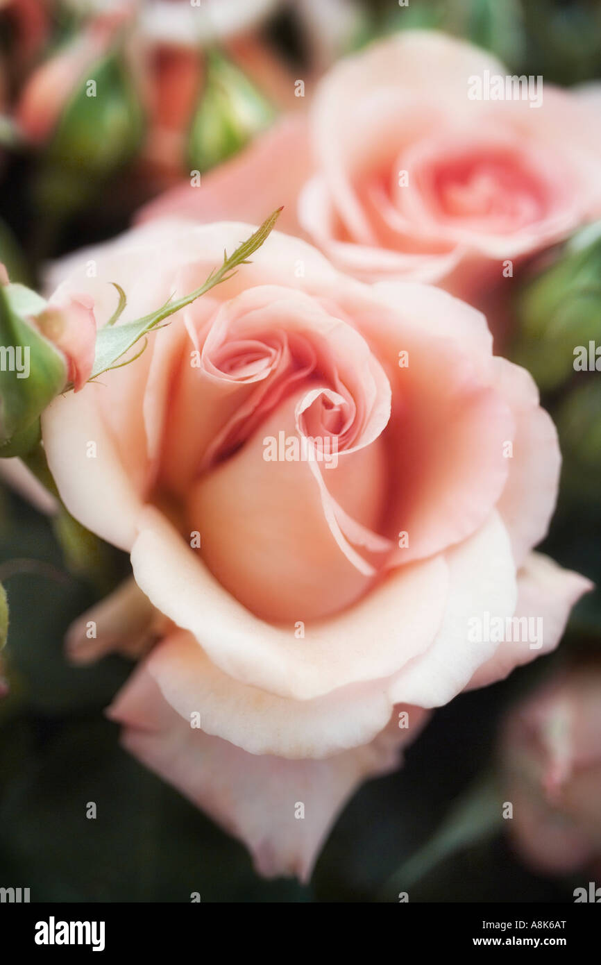Romantic rose hi-res stock photography and images - Alamy