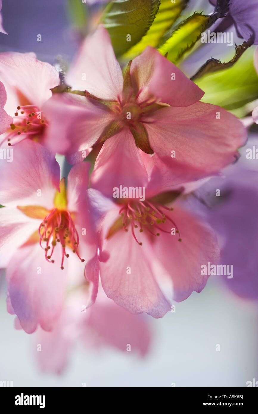 Pink cherry blossom close hi-res stock photography and images - Alamy