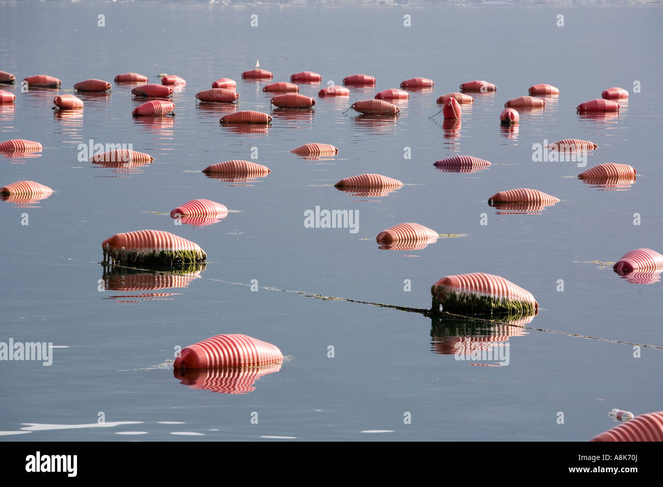 Mussel and Oyster Farm in Kotor Bay Montenegro Stock Photo Alamy