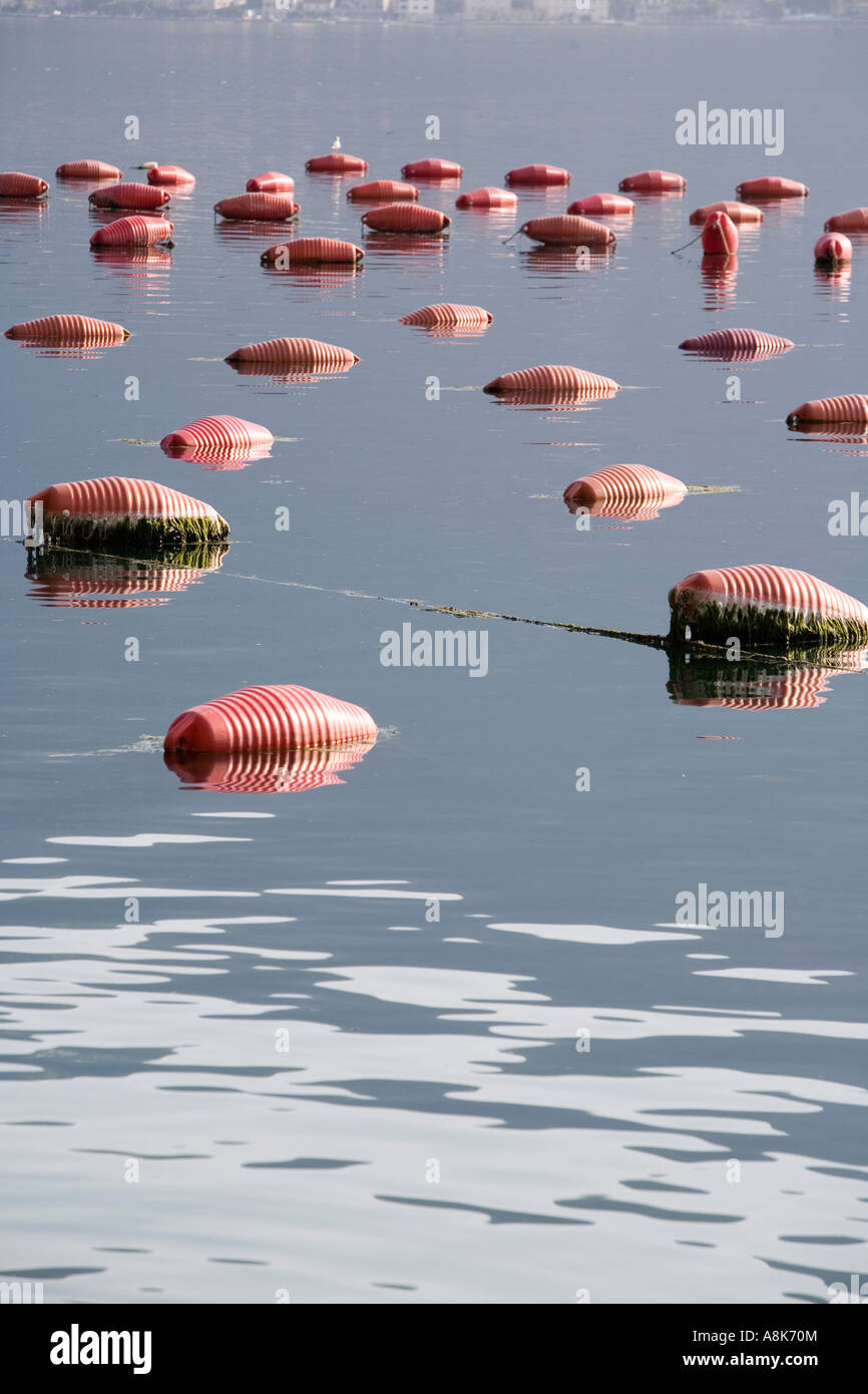 Mussel and Oyster Farm in Kotor Bay Montenegro Stock Photo Alamy