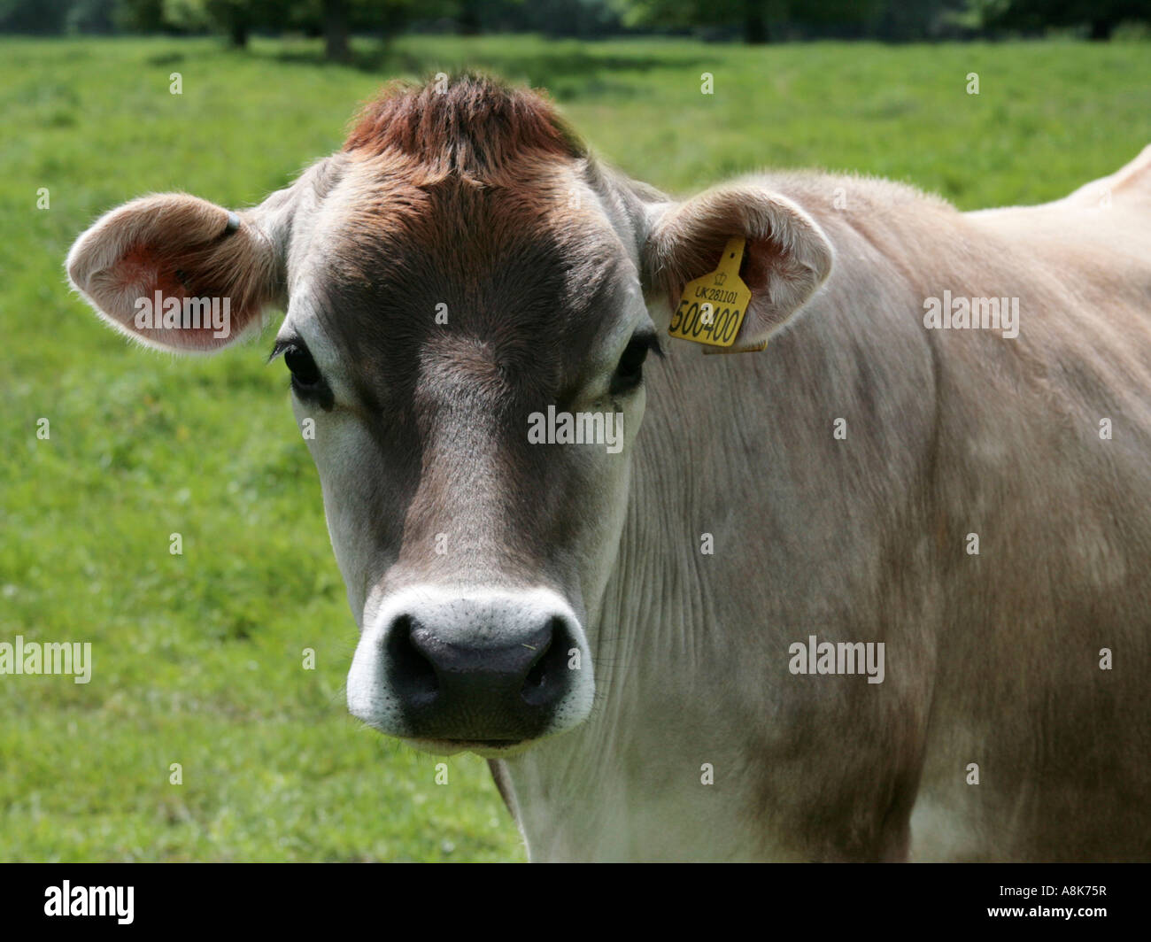 Jersey cow on a field hi-res stock photography and images - Alamy