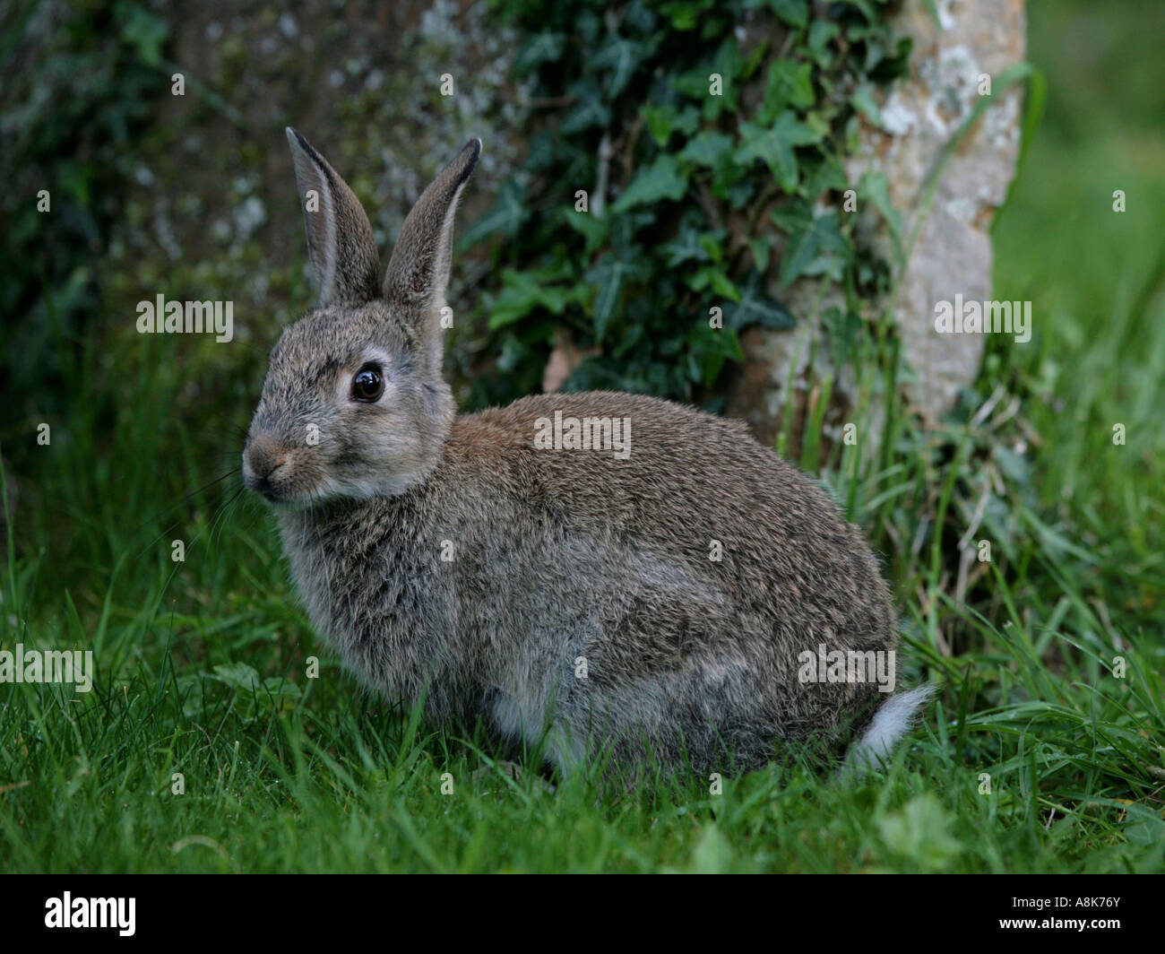 A wild grey rabbit in the grounds of a cemetery Stock Photo - Alamy