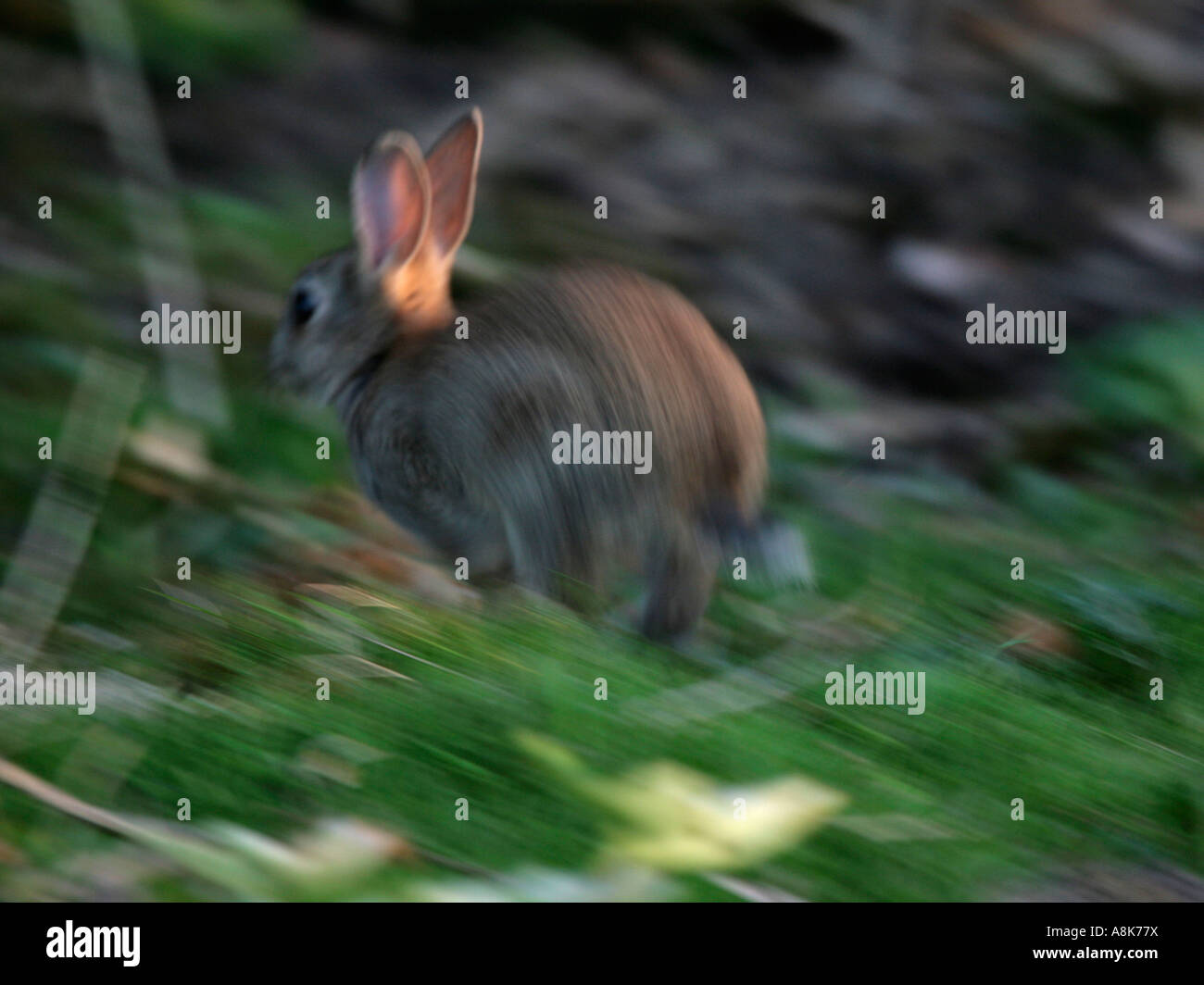 A small wild rabbit running for cover. Stock Photo