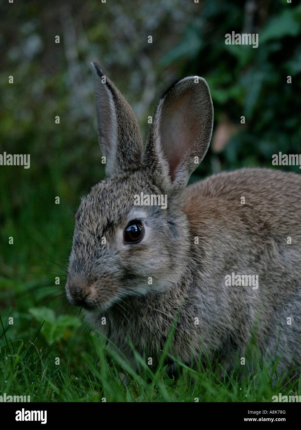 A large wild rabbit eating grass. Stock Photo