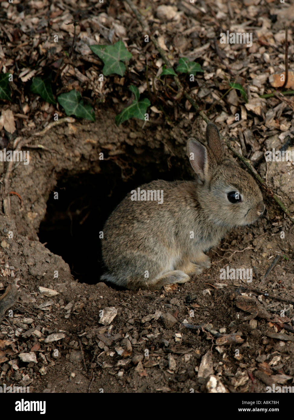 A baby wild rabbit in front of his burrow Stock Photo Alamy