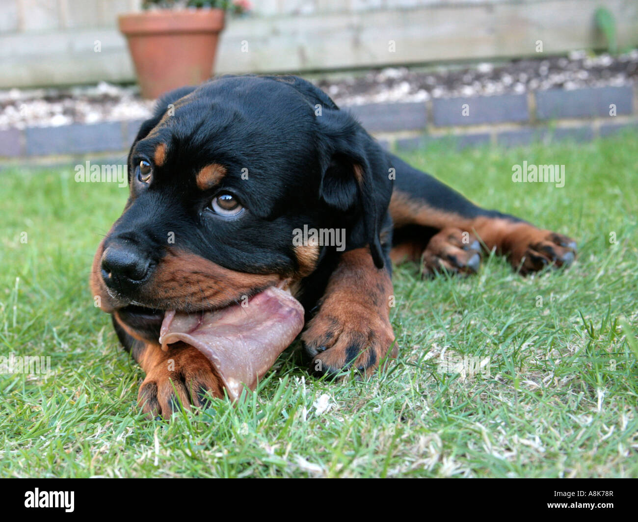 Are Pig Ears Bad For A Rottweiler