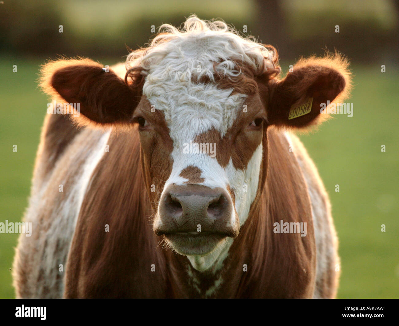 A brown and white cow in a field lit by the early evening sun Stock Photo Alamy
