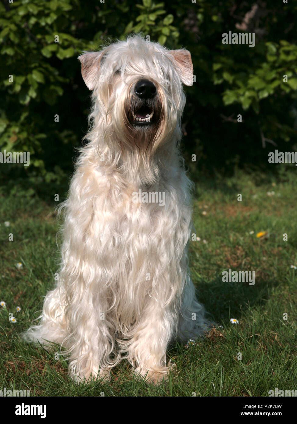 large wheaten terrier