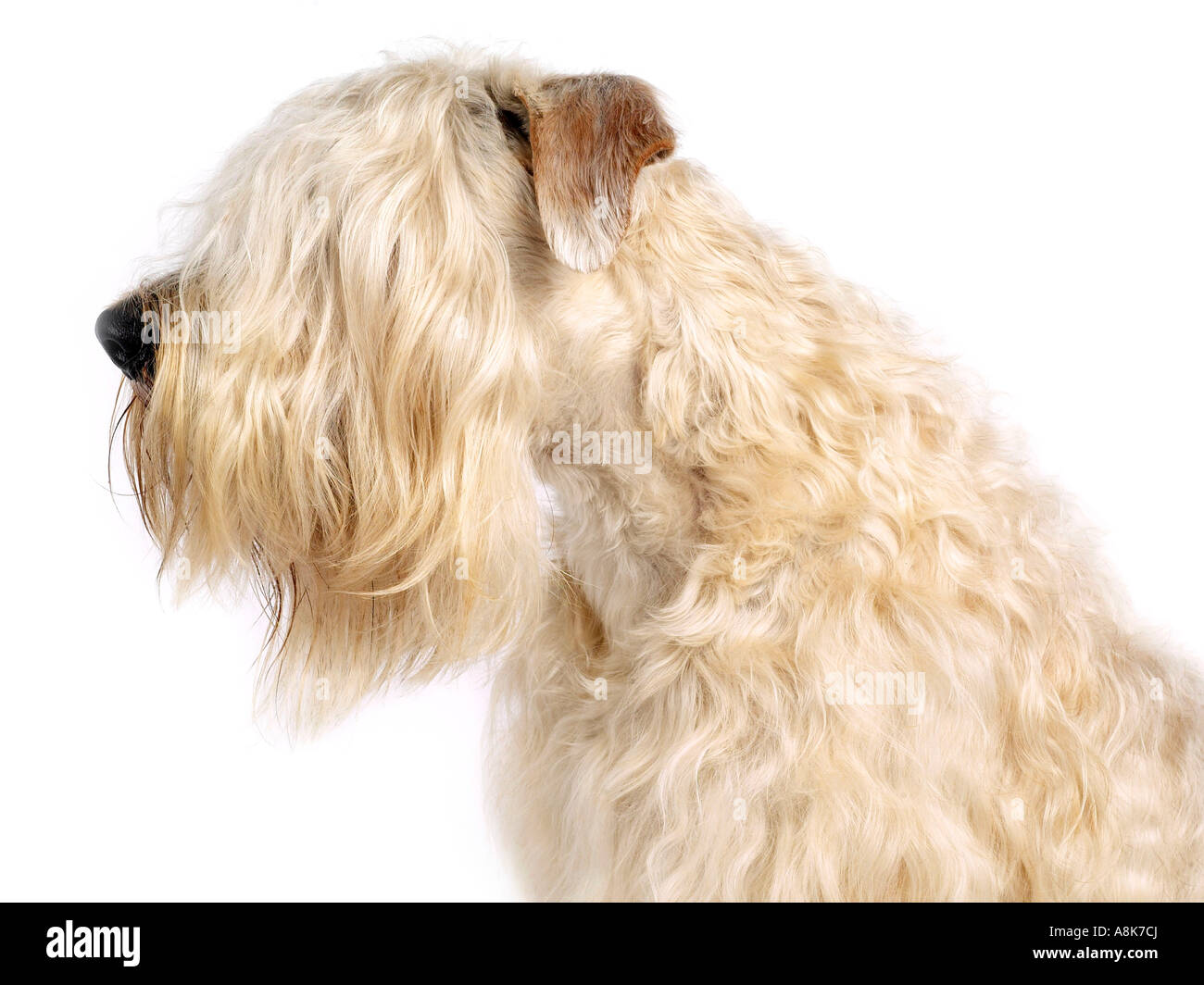 The head of a soft coated wheaten terrier. Stock Photo