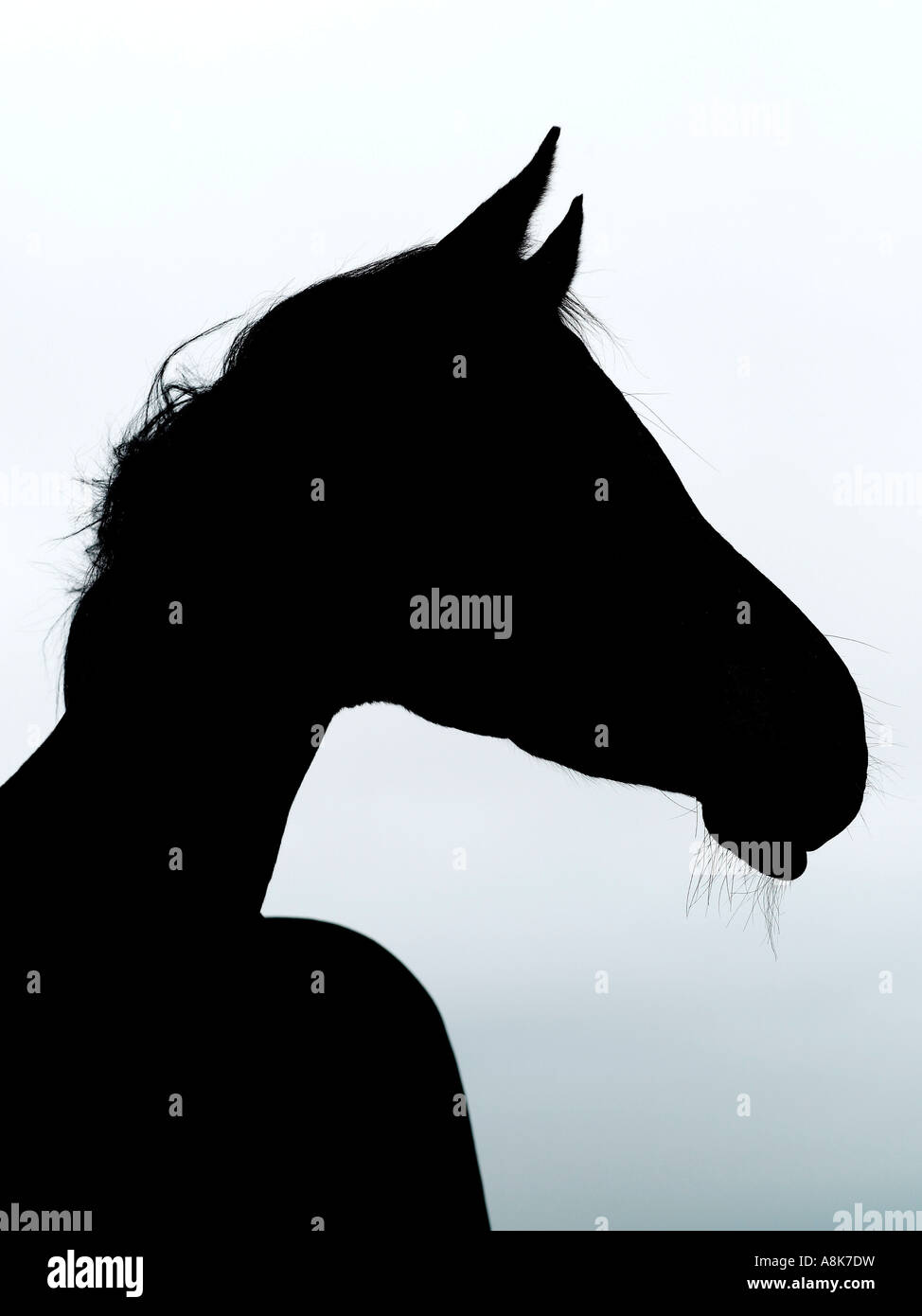 Arabian horse silhouette hi-res stock photography and images - Alamy
