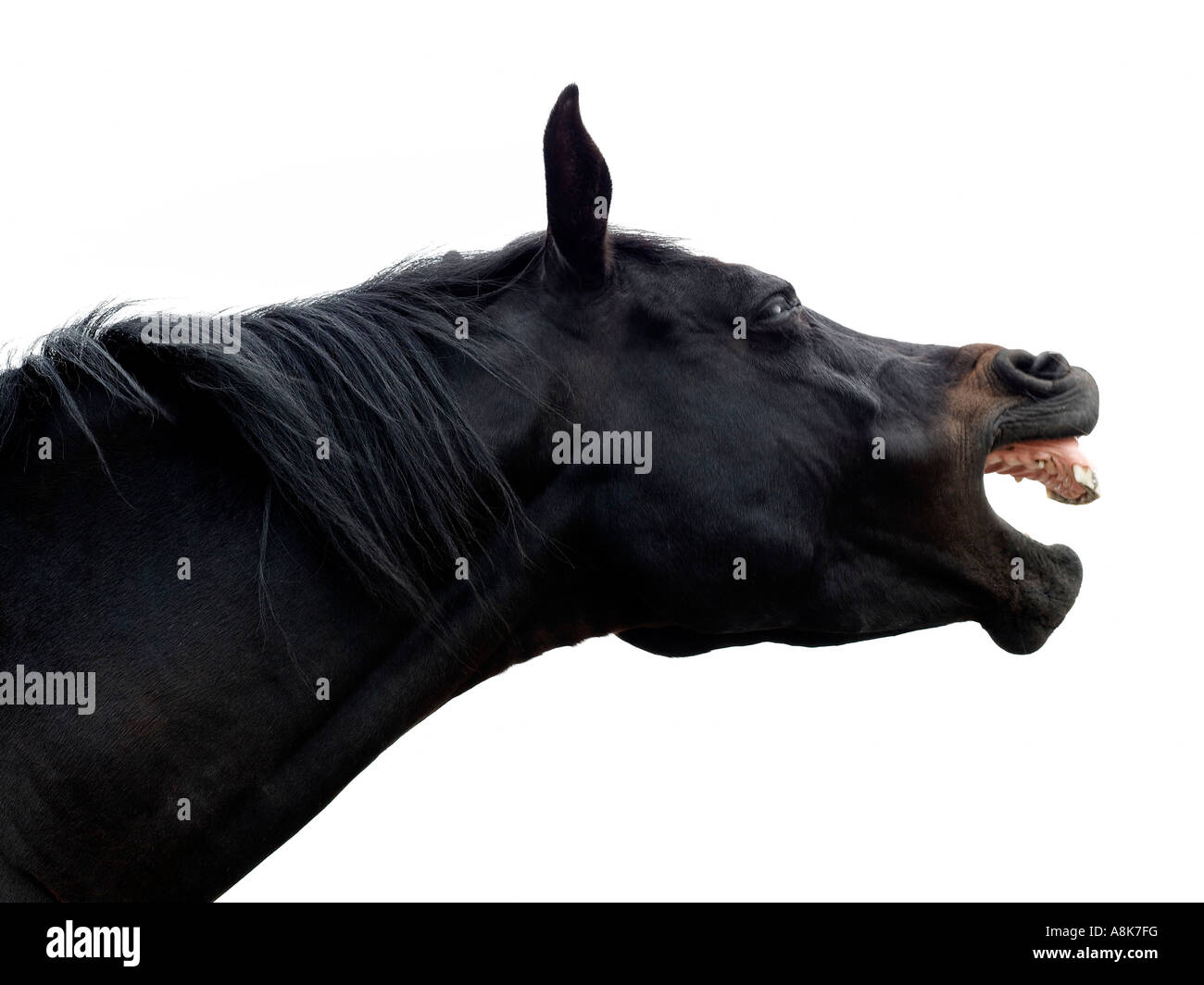 A black arab horse calling. Stock Photo