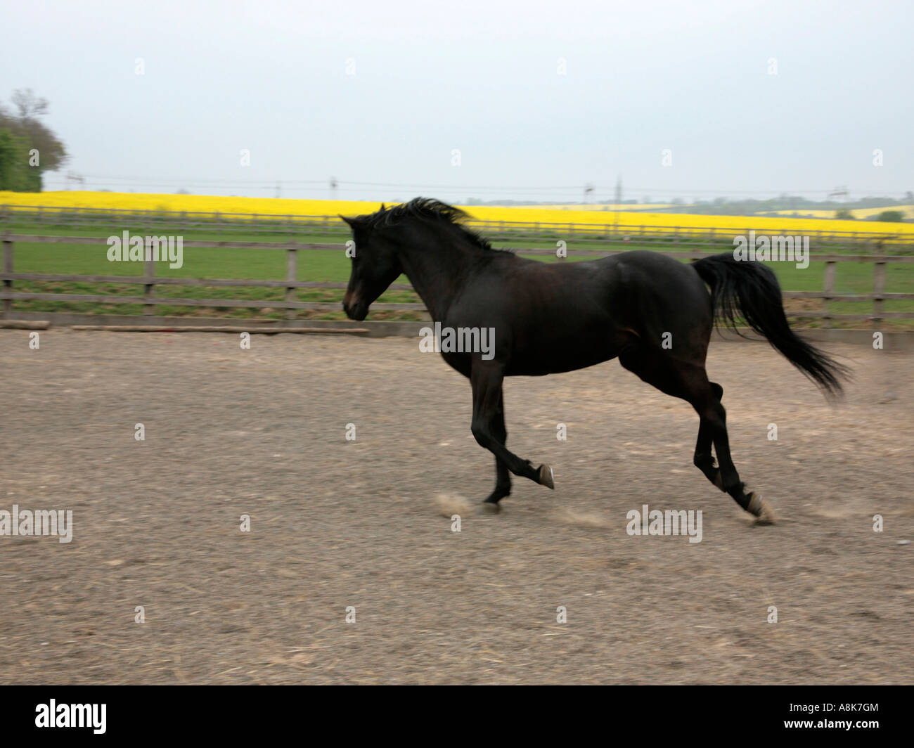 A black Arab stallion running in a menage. Stock Photo
