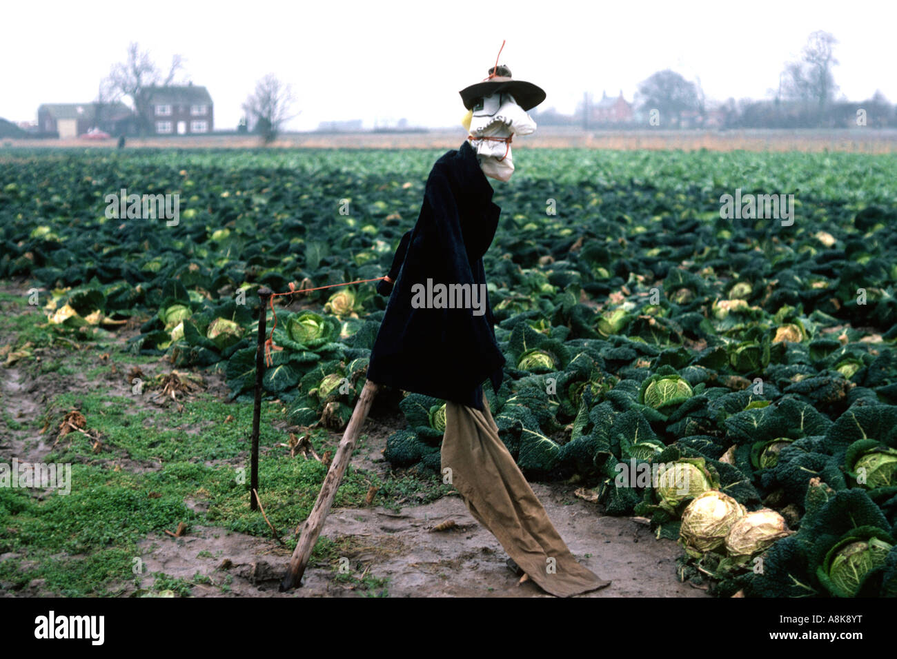 Scarecrow in cabbage patch field in Lincolnshire Stock Photo
