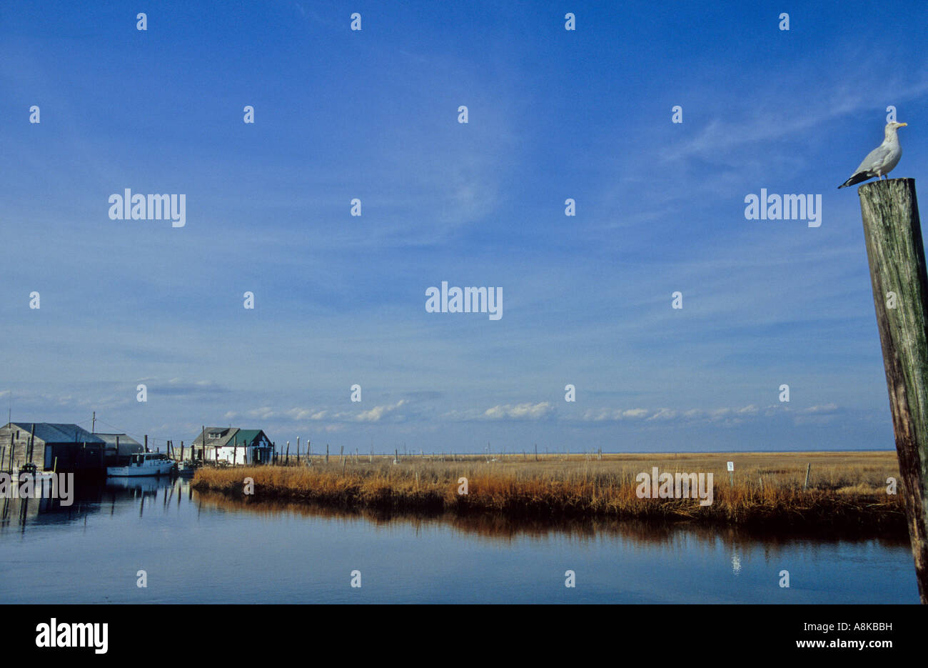 Serene marsh view in Leeds Point in New Jersey Stock Photo Alamy