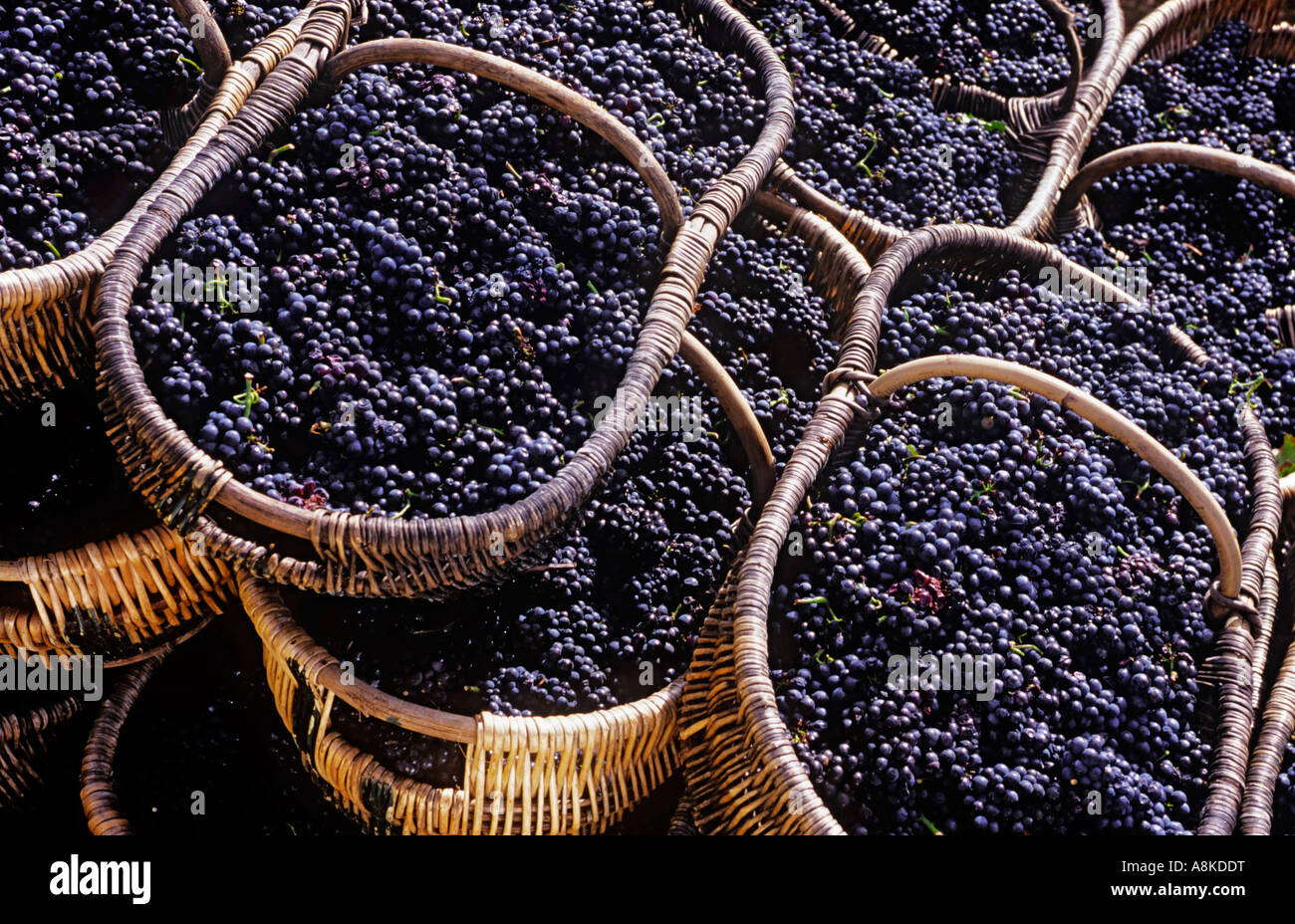 Burgundy Basket Grape Harvest Traditional Burgundian baskets with freshly harvested Pinot Noir