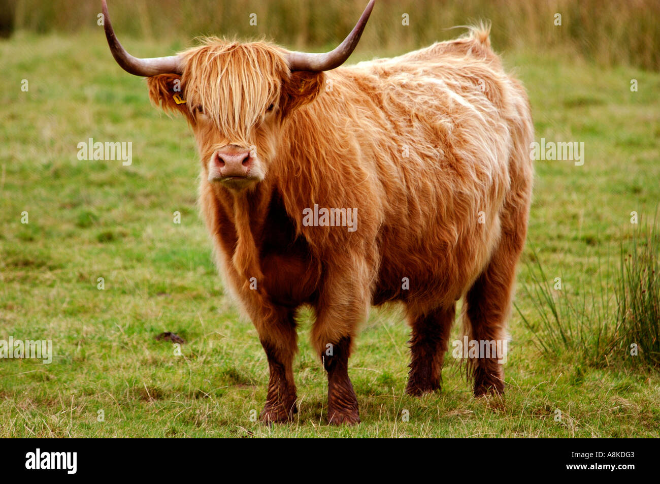 Nice sharp highly saturated portrait of a ginger Highland Cow typical of the Scottish cattle breeds Stock Photo