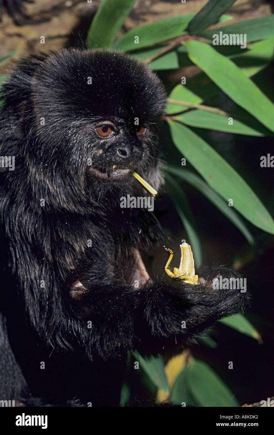 Goeldi's Marmoset (Callimico goeldii) · iNaturalist