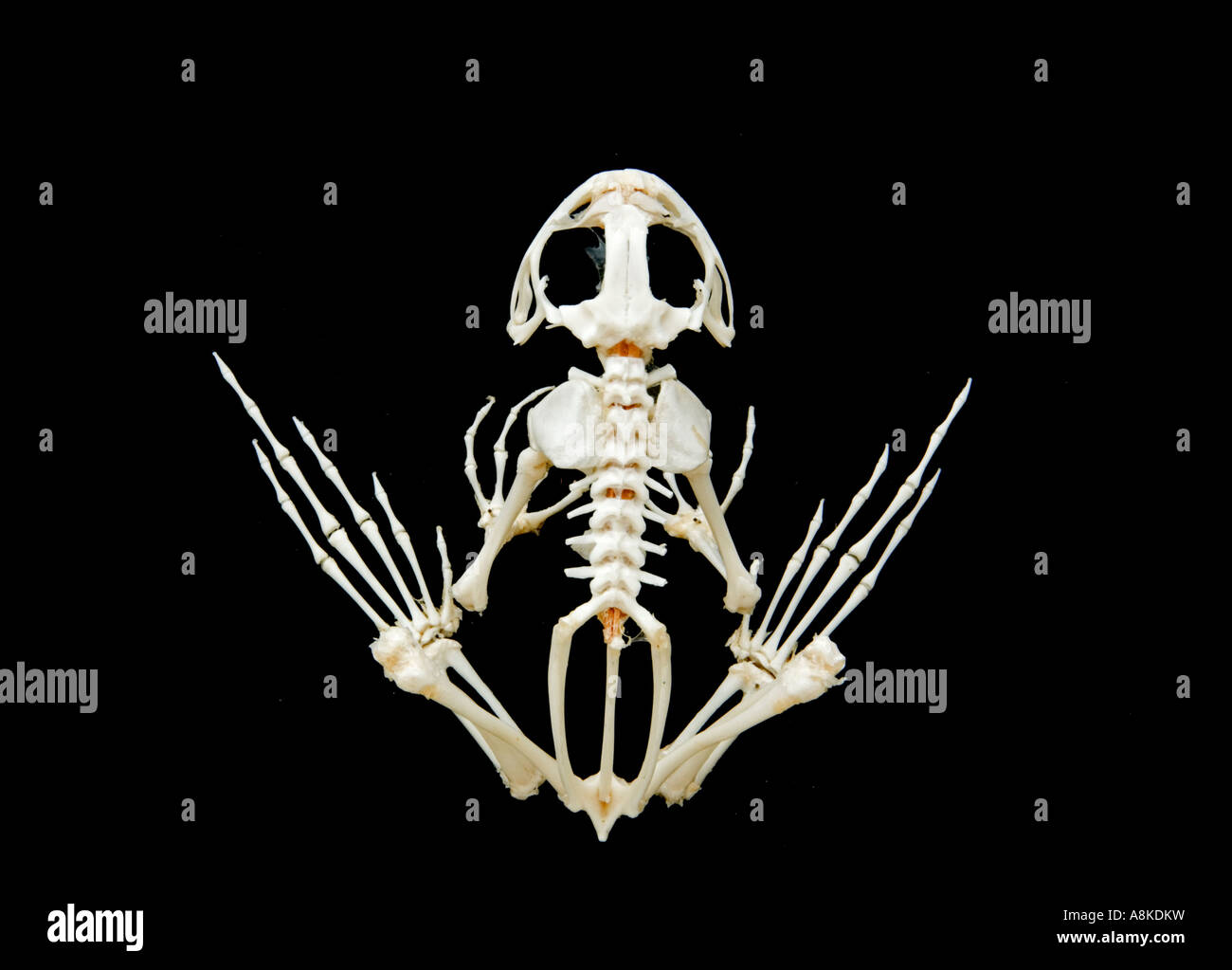 Frog Skeleton mounted specimen Stock Photo