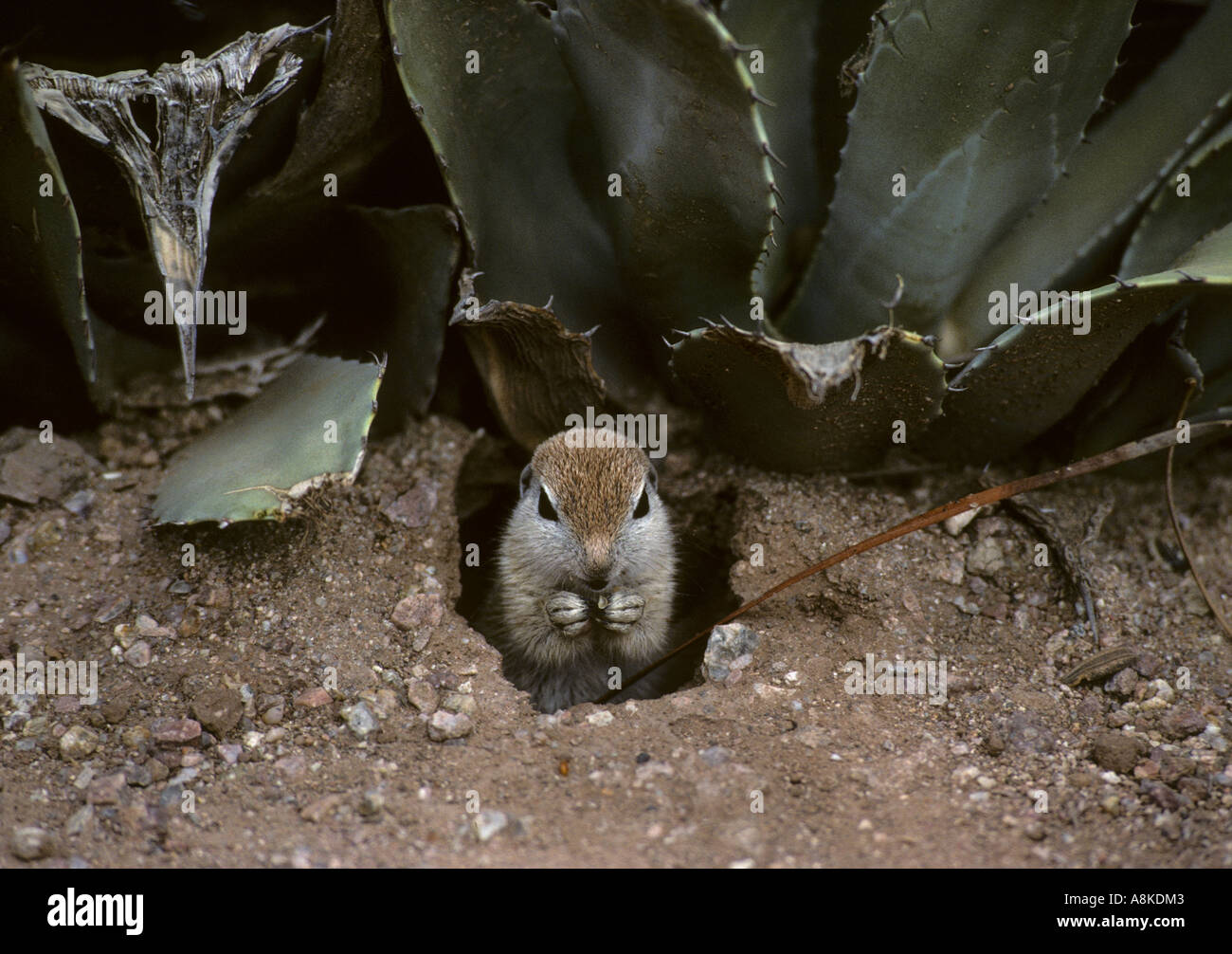 Round Tailed Ground Squirrel Spermophilus tereticaudus Arizona Stock