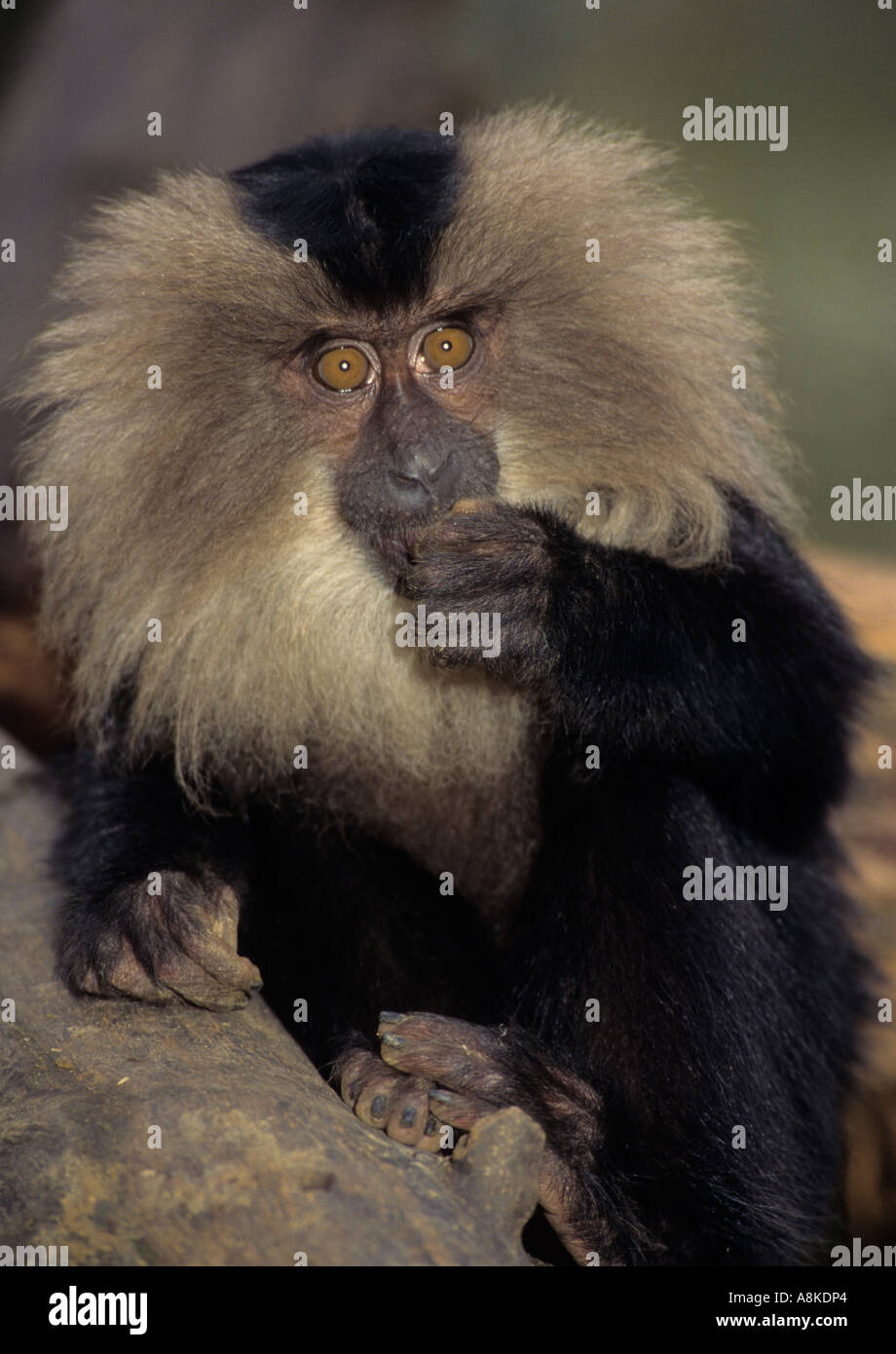 Lion-tailed macaque Macaca silenus India. Captive Stock Photo