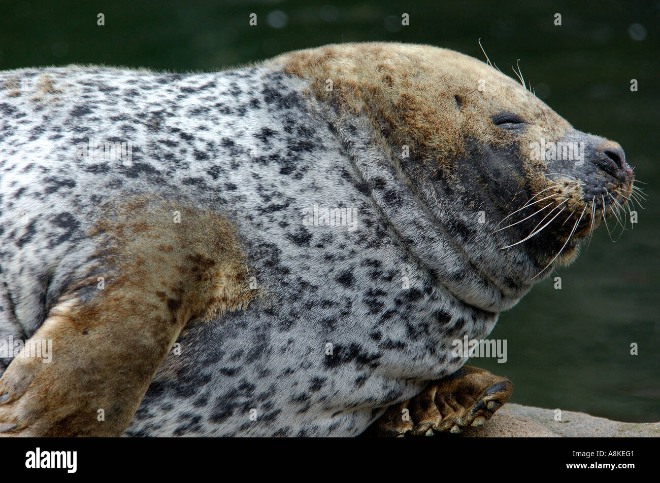 Close up head and shoulders portrait of a Grey Seal or Atlantic seal Halichoerus grypus leaning back with eyes closed looking co Stock Photo